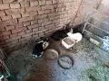 Зайци мъжки женски, снимка 2