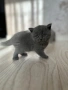 Шотландски клепухи , снимка 5