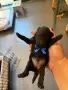 Poodle toy/Пудел Той, снимка 6