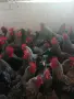 Петли млади Супер Харко домашни, кокошки, пилета, яйца, ярки , снимка 1