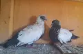 Продавам дацкифазанови, снимка 2