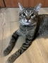 Подарявам  мъжко коте Силвър, снимка 5