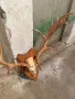 Продавам трофей от Елен лопатар, снимка 3