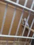 Млади папагали корели , снимка 4