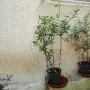 ароматен жасмин студоустойчив вечно зелен , снимка 1