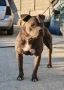 Pit bull питбулчета бул нос, снимка 9