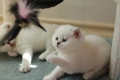 Британски късокосмести котенца – Silver Shaded, Golden Shaded и Colourpoint, снимка 5