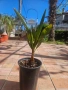 Палма Юбея , Jubaea chilensis, снимка 1