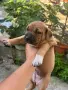 питбул редноус кученца, снимка 2