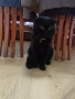 Малки шотландски котенца , снимка 10
