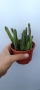 Stapelia hirsuta, снимка 3