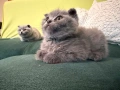 Британски късокосмести, снимка 3
