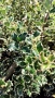 Джел, Илекс Сребърна Кралица, Ilex aquifolium Silver Queen, студоустойчив, многогодишен бодлив храст, снимка 2