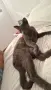 Подарява женска котка, снимка 1