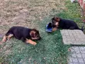 Немски Овчарки, Немска Овчарка. , снимка 1