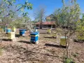 Продавам пчелни семейства , снимка 4