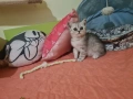 Сребърни британчета , снимка 11