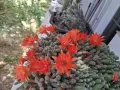 цветя,кактуси,дърво на живота,малки палмички фурми, снимка 5
