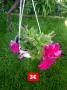 Петунии в кошници, снимка 3