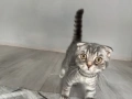 Шотландско клепоухо мъжко 🐈, снимка 3