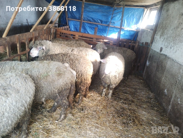 Продавам 5 овце и 5 агнета