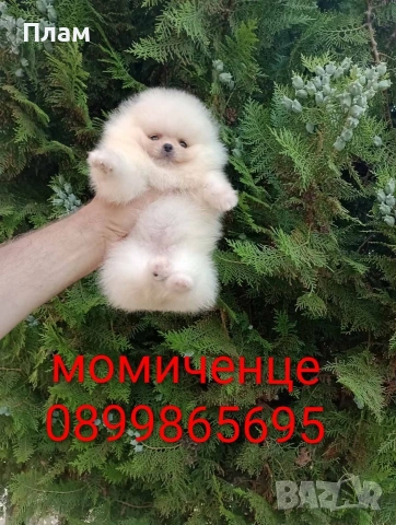 Бели мини Померани. Реални снимки от 10.06.2026 г., снимка 2 - Померан - 54876755