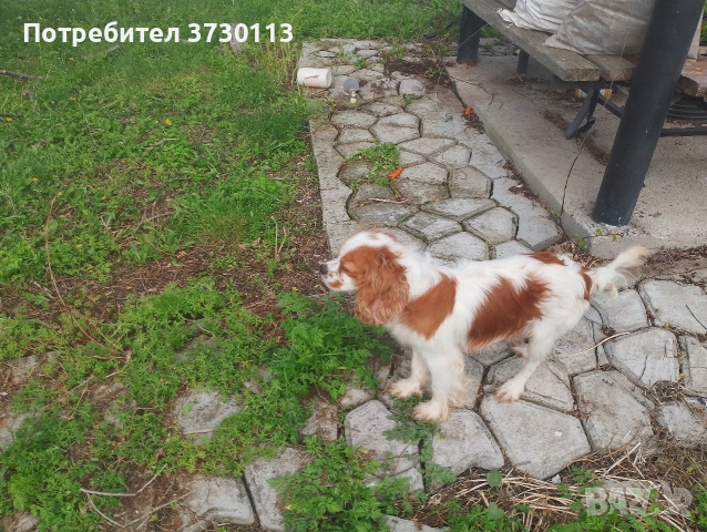 Продава Кинг Чарлз Кавалер, снимка 14 - Кавалер кинг чарлз шпаньол - 54413603