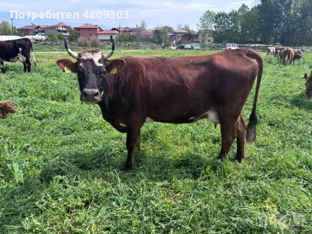 Крави.          . , снимка 6 - Крави - 55177203