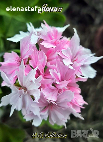 Три големи сортови мушката, растения-майки, снимка 2 - Стайни растения - 54020513