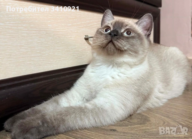 Колор-пойнт котета , снимка 2 - Други - 53627397