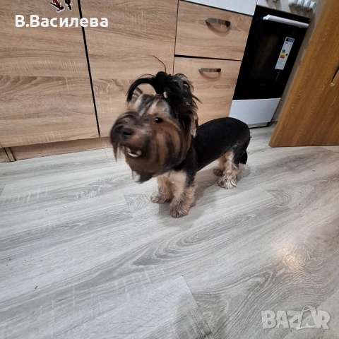Йоркширски териер-момиче, снимка 5 - Йоркширски териер - 50828126