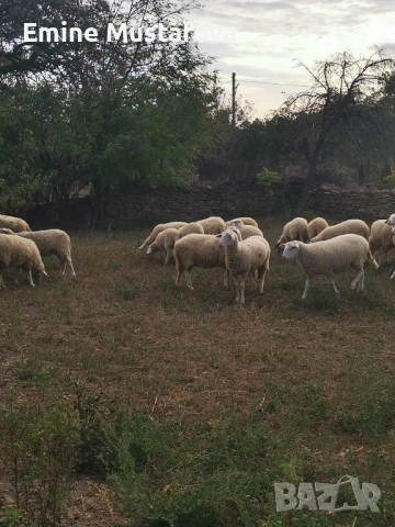 Овце, снимка 2 - Овце - 54155901