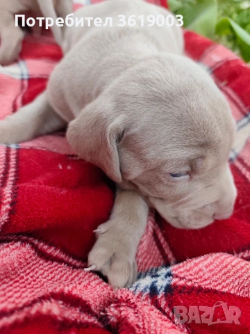 Ваймаранери , снимка 11 - Ваймаранер - 54205376