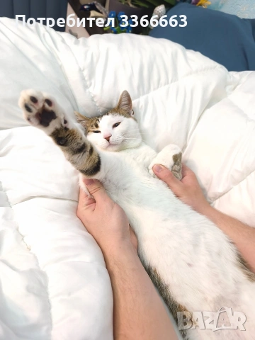 Подарявам коте на 9 месеца , снимка 2 - Други - 54279730