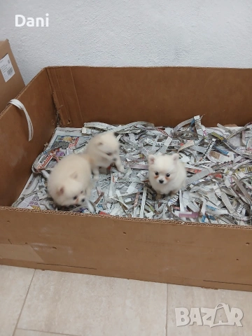Mini Pomerani