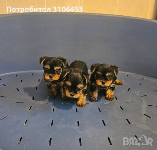 Йоркширски териер - йорки