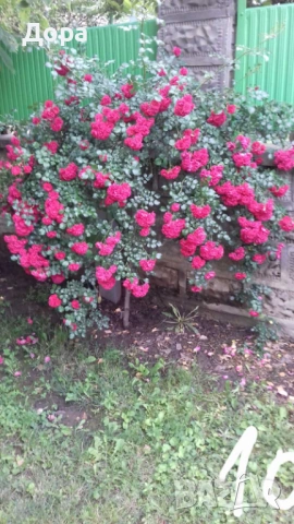 Щамбови рози, цветово разнообразие., снимка 10 - Градински цветя и растения - 44639785