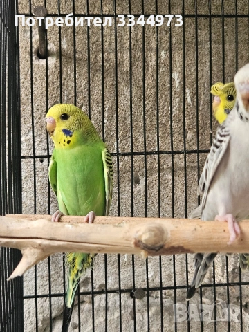 папагали, снимка 7 - Папагали - 55080310
