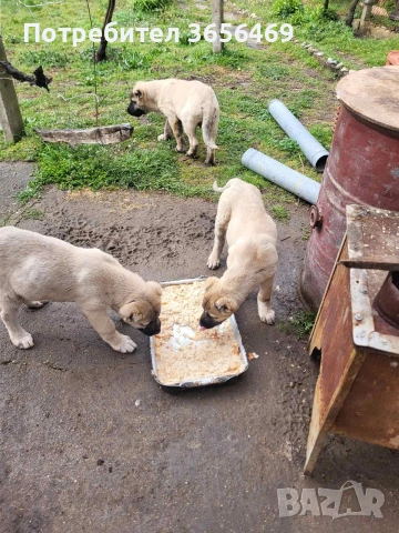 Малки КАНГАЛИ, снимка 6 - Кангал - 54088645