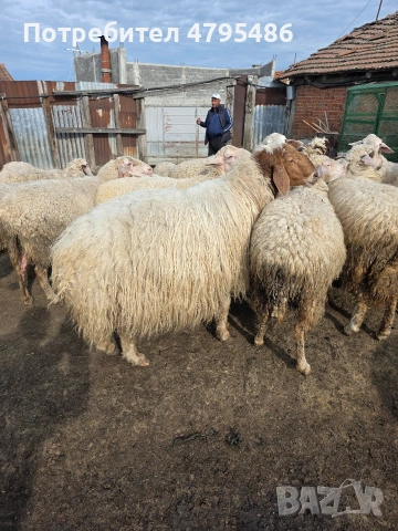 Продавам коч аваси, снимка 2 - Овце - 54483743