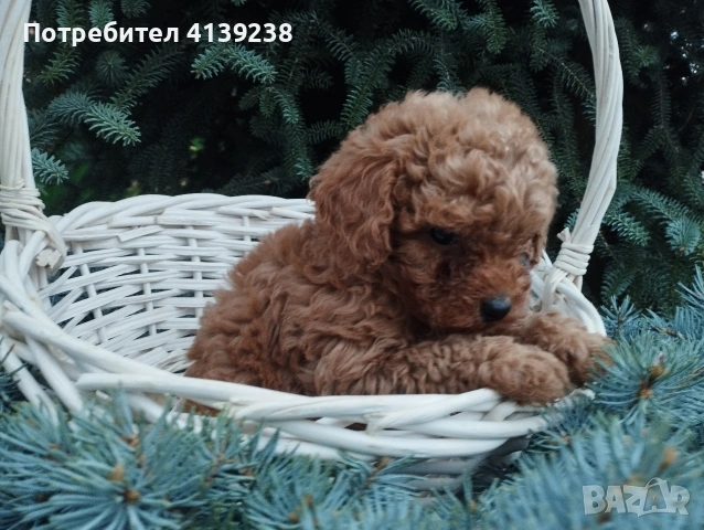 Той Пудел , снимка 6 - Пудели - 54032133