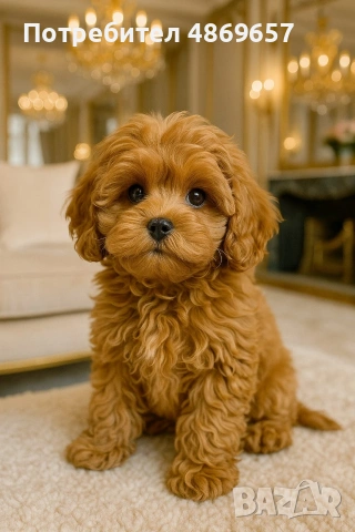 Истински Teacup Maltipoo F1 до 1,5 кг – рядко момченце от бутикова селекция, снимка 4 - Пудели - 55077818