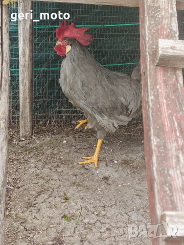 Оплодени яйца от Легхорн Лавандула