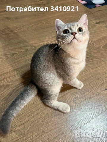 Колор-пойнт котета 