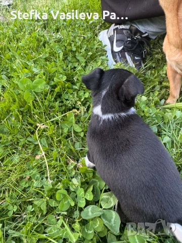 Продавам чихита, снимка 7 - Чихуахуа - 54331324