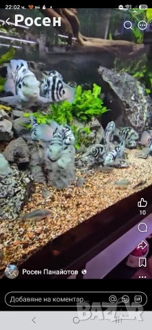 Продавам Син папагал (Polar Blue Parrot Cichlid ), снимка 3 - Рибки - 54934101