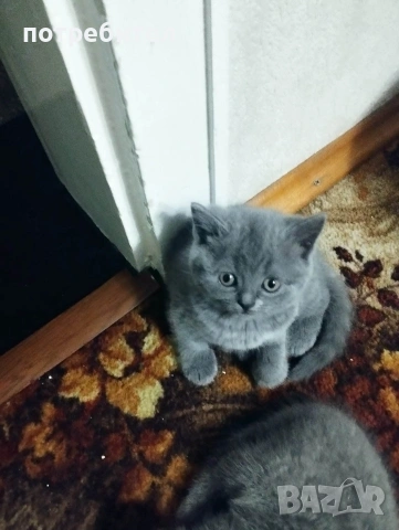БРИТАНСКИ КЪСОКОСМЕСТИ КОТЕТА