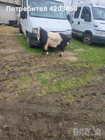 Овце и кози, снимка 5 - Кози - 53952096