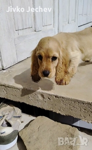 Кокер Шпаньол 