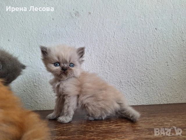 Персийски котенца, снимка 9 - Персийска - 38412283